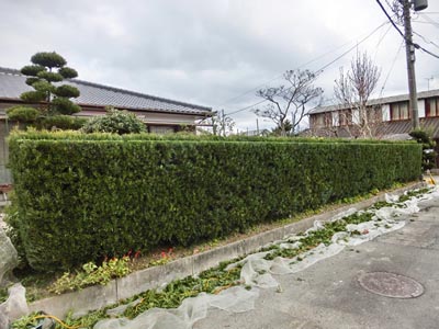 一戸建て 一軒家 生垣の剪定 刈り込み