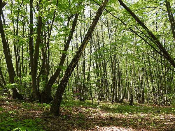 伐採後の伐根 除根工事